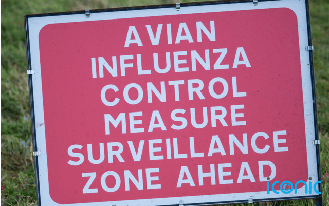 Irish and NI poultry keepers warned they 'must act now' to limit spread of avian flu