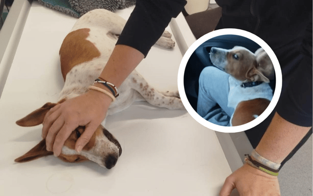 'His owner didn't care' - Anger as dog given away in pub dies after poisoning