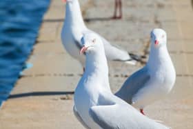 There are a number of practical steps that people can take to prevent the presence of these pest birds on their premises