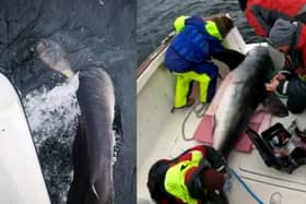 Researchers catch and tag giant shark off Irish coast (Photo credit - Dr Nick Payne)