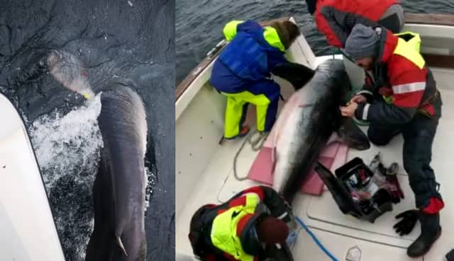 Researchers catch and tag giant shark off Irish coast (Photo credit - Dr Nick Payne)
