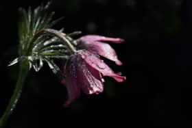 Great sadness at  passing of Anne Ryan (née Nugent, Newcastle) in Australia on Sunday, October 24.