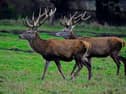 Almost 10,000 deer were culled in last year in Tipperary, the highest number in the country outside of Wicklow
