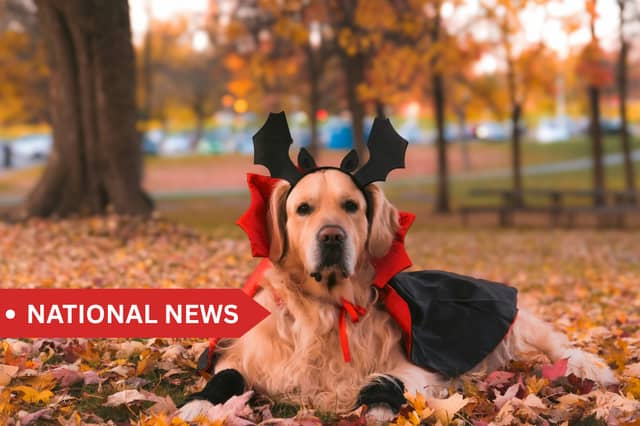 The Irish Blue Cross is also reminding owners of the potential toxicity of chocolate and sweets for pets