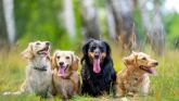 Ireland’s pet industry undergoes a remarkable digital transformation Ireland’s pet industry undergoes a remarkable digital transformation