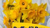 REVEALED: Two groups in Tipperary are gearing up for Daffodil Day 2026