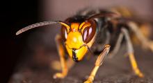 Public urged to remain vigilant as nest containing 'destructive' Asian hornets is located