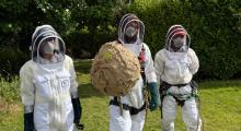 PICTURED: First Asian Hornet nest in Ireland is 'safely removed' as new concerns emerge