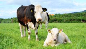 Nenagh farm leader urges extra vigilance during calving season