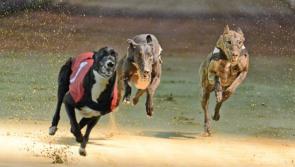 Greyhound Racing: Dream passage to Tipp Cup final for Buckley Bobsleigh 