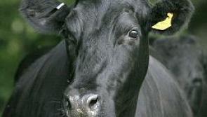 Global dairy outlook means milk price can hold according to the IFA