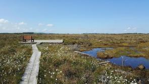 Boardwalk at Scohaboy outside Cloughjordan closed for works