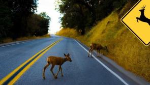 BREAKING: Tipperary TD escapes injury following  collision with deer