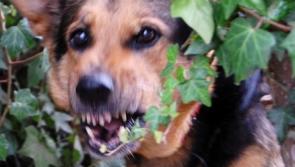 Tipperary dog owners are urged to keep pets under control during the lambing season