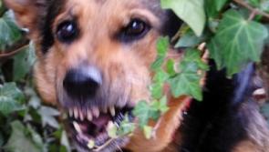 Tipperary TD seeks 'robust dog legislation' following sheep kills and attack on woman