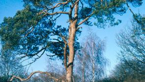 North Tipp schools help to plant trees in Africa