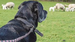 BE AWARE: Dog owners in Tipperary warned to use caution during upcoming lambing season