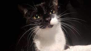 Purr-fect pet: Tipperary Friends of Animals to host cat adoption day in Nenagh