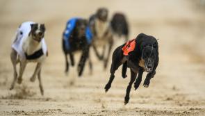 Tipperary trained English Derby Champion Romeo Magico 16/1 From 33/1 For BoyleSports Irish Greyhound Derby