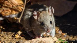 TOP TIPS: Avoid inviting rats into your house for Christmas 