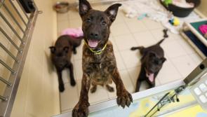 Irish dog charity alarmed after receiving large number of rehoming requests