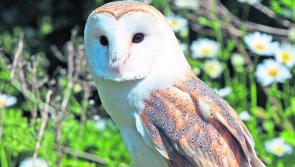 Tipperary's urban wildlife features in new video backed by local council