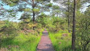 Nenagh Walking Club to take a gentle stroll through Killaun bogland