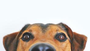 The Haven Rescue are to host their first adoption day since 2020 in Nenagh