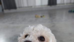 ‘Four or five rescues in the last two weeks have closed their doors,’ -The Haven Rescue 