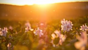 WEEKEND WEATHER: Mainly dry and sunny this weekend with highest temperatures of 21 degrees in places