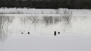 Tipperary callows: Call to manage water levels on Shannon to prevent flooding