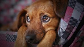 Tipperary animal welfare charities to receive over €180,000 in government funding