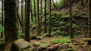 ‘Forestry is a law unto themselves,’ councillors express anger at damage to Tipperary roads