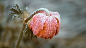 ALERT: Yellow weather warnings issued for Tipperary over the next two days
