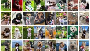 Adorable Alert: Who wins your vote? Meet the 32 cute contenders vying for the Nose of Tralee crown
