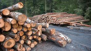 Bark Beetle task force is needed to review biosecurity measures says IFA 
