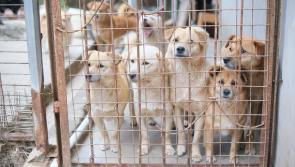 ISPCA calls for support of 'heartbreaking' situation for vulnerable animals 