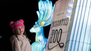 Discover the secret life of Dublin zoo at night with the return of Wild Lights