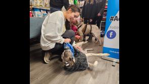 Puppy Love: Tipperary's Haven Rescue host dog  adoption day