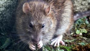 Councillors demand action on derelict Tipperary house where 'rats as big as cats' seen 