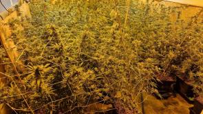 Three males charged following seizure of €700,000 worth of cannabis in Roscommon