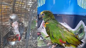 'From build-up faeces to fly infestation': Hundreds of tropical birds seized in midlands 