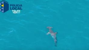 WATCH: Irish tourists on alert as footage emerges of shark at Canary Islands beach