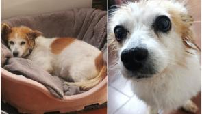 Tipperary dog rescue makes urgent appeal for 'forever' home for elderly dog Sassy