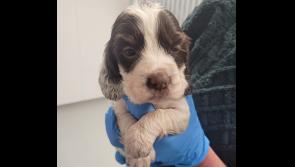 Tipperary-based animal rescue centre says ‘sorry, we’re full!’ 