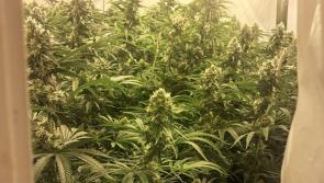 Stunned Gardaí make arrest after finding huge cannabis operation at house in Wexford