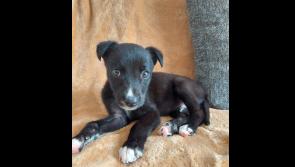 'Poor little baby'- Puppy kicked around like a football by group of young boys in Limerick