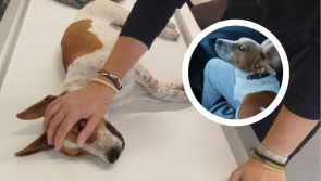 'His owner didn't care' - Anger as dog given away in pub dies after poisoning