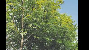 Overgrown trees are encroaching on gardens in Tipperary's largest town