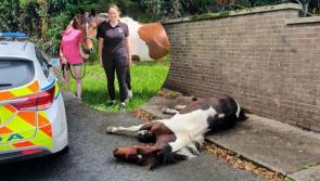 Concern and anger in Tipperary after sulky horse 'left to die alone' on side of street
